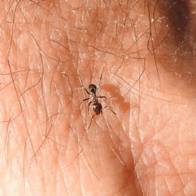 Iridomyrmex sp. (genus) (Ant) at Paddys River, ACT - 20 Apr 2018 by RodDeb