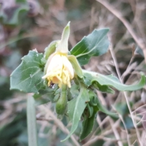 Oenothera indecora subsp. bonariensis at Stromlo, ACT - 21 Apr 2018 05:30 PM