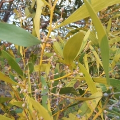 Acacia melanoxylon (Blackwood) at Lower Cotter Catchment - 21 Apr 2018 by Mike