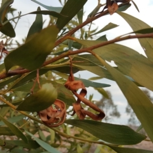 Acacia melanoxylon at Coree, ACT - 21 Apr 2018