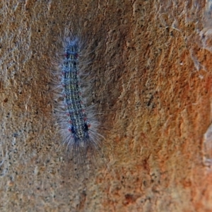 Anestia (genus) at Paddys River, ACT - 20 Apr 2018