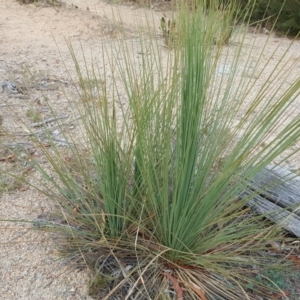 Xanthorrhoea glauca subsp. angustifolia at Coree, ACT - 21 Apr 2018