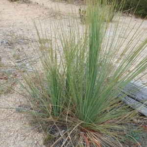 Xanthorrhoea glauca subsp. angustifolia at Coree, ACT - suppressed