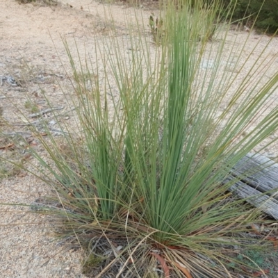 Xanthorrhoea glauca subsp. angustifolia (Grey Grass-tree) at Lower Cotter Catchment - 21 Apr 2018 by Mike