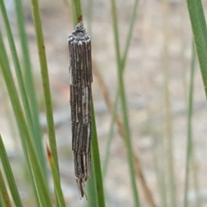 Lepidoscia arctiella at Coree, ACT - 21 Apr 2018 04:24 PM