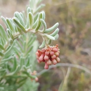 Grevillea lanigera at Coree, ACT - 21 Apr 2018 04:21 PM