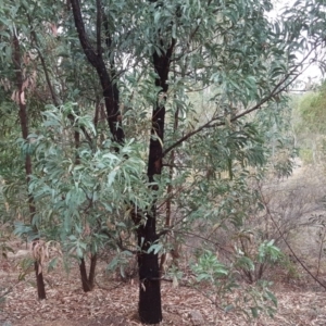 Acacia falciformis at Coree, ACT - 21 Apr 2018 04:14 PM