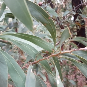 Acacia falciformis at Coree, ACT - 21 Apr 2018 04:14 PM