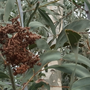 Acacia falciformis at Coree, ACT - 21 Apr 2018