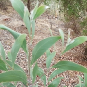 Acacia falciformis at Coree, ACT - 21 Apr 2018