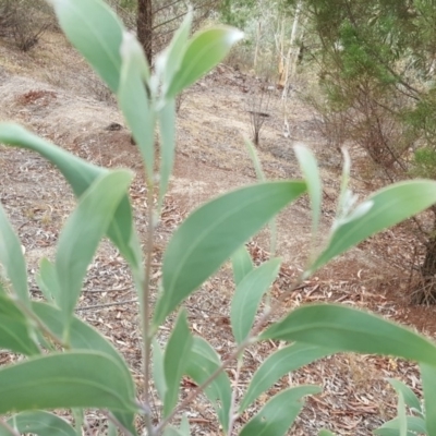 Acacia falciformis (Broad-leaved Hickory) at Coree, ACT - 21 Apr 2018 by Mike