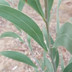 Acacia falciformis at Coree, ACT - 21 Apr 2018