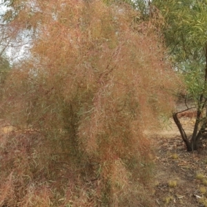 Eucalyptus sp. at Coree, ACT - 21 Apr 2018 03:56 PM