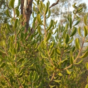 Persoonia rigida at Coree, ACT - 21 Apr 2018