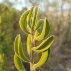 Persoonia rigida at Coree, ACT - 21 Apr 2018