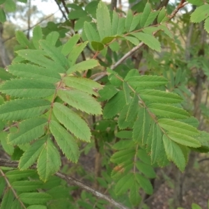 Sorbus domestica at Coree, ACT - 21 Apr 2018