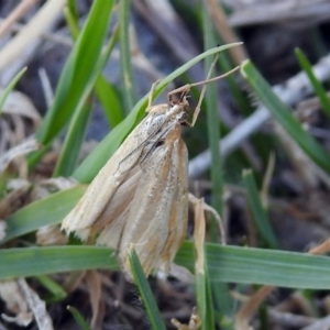 Hednota species near grammellus at Paddys River, ACT - 20 Apr 2018