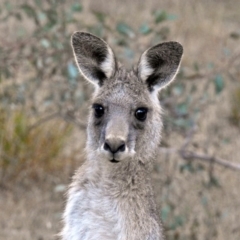 Macropus giganteus (Eastern Grey Kangaroo) at Paddys River, ACT - 20 Apr 2018 by RodDeb