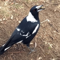 Gymnorhina tibicen (Australian Magpie) at Paddys River, ACT - 20 Apr 2018 by RodDeb