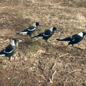 Gymnorhina tibicen at Paddys River, ACT - 20 Apr 2018