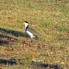Vanellus miles (Masked Lapwing) at Paddys River, ACT - 20 Apr 2018 by RodDeb