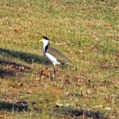 Vanellus miles (Masked Lapwing) at Paddys River, ACT - 20 Apr 2018 by RodDeb