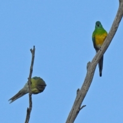 Psephotus haematonotus (Red-rumped Parrot) at Paddys River, ACT - 20 Apr 2018 by RodDeb