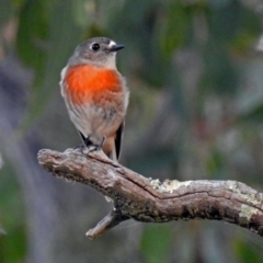 Petroica boodang (Scarlet Robin) at Paddys River, ACT - 20 Apr 2018 by RodDeb