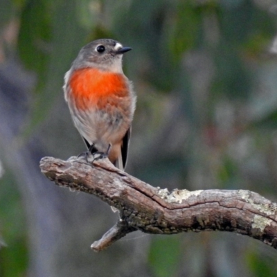 Petroica boodang (Scarlet Robin) at Paddys River, ACT - 20 Apr 2018 by RodDeb