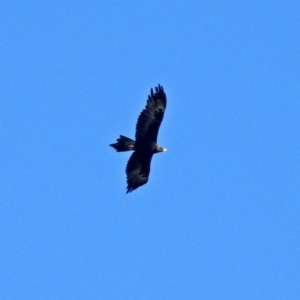 Aquila audax at Tennent, ACT - 20 Apr 2018 03:23 PM