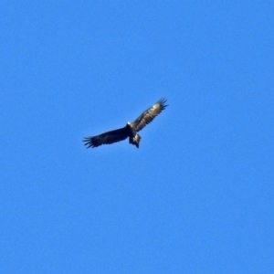 Aquila audax at Tennent, ACT - 20 Apr 2018 03:23 PM