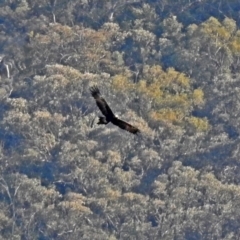 Aquila audax at Tennent, ACT - 20 Apr 2018 03:23 PM