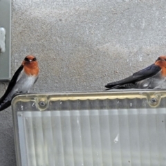 Hirundo neoxena (Welcome Swallow) at Paddys River, ACT - 20 Apr 2018 by RodDeb