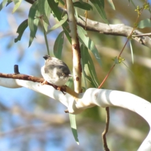 Daphoenositta chrysoptera at Gungahlin, ACT - 21 Apr 2018