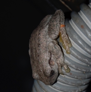 Litoria peronii at Aranda, ACT - 5 May 2013