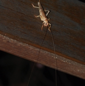 Gryllacrididae (family) at Aranda, ACT - 21 Dec 2012 11:33 PM