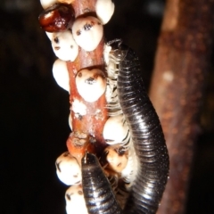 Ommatoiulus moreleti (Portuguese Millipede) at Mount Painter - 20 Apr 2018 by CathB