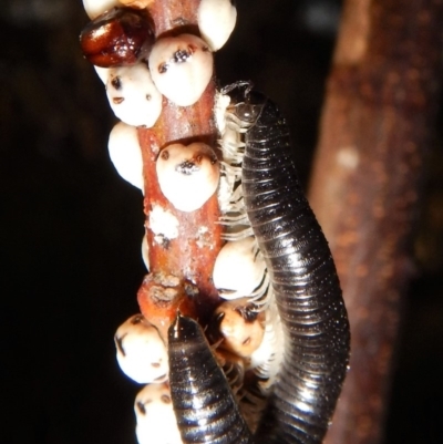 Ommatoiulus moreleti (Portuguese Millipede) at Cook, ACT - 21 Apr 2018 by CathB