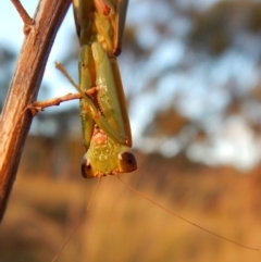 Orthodera ministralis (Green Mantid) at Cook, ACT - 20 Apr 2018 by CathB