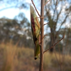 Orthodera ministralis at Cook, ACT - 20 Apr 2018 04:46 PM