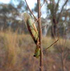 Orthodera ministralis at Cook, ACT - 20 Apr 2018 04:46 PM