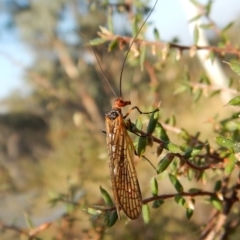 Chorista australis (Autumn scorpion fly) at Cook, ACT - 21 Apr 2018 by CathB