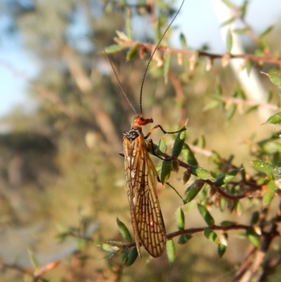 Chorista australis (Autumn scorpion fly) at Cook, ACT - 20 Apr 2018 by CathB