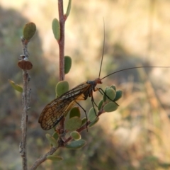 Chorista australis at Cook, ACT - 21 Apr 2018 08:22 AM