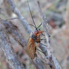 Chorista australis at Cook, ACT - 21 Apr 2018 08:22 AM