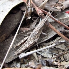 Coryphistes ruricola (Bark-mimicking Grasshopper) at Belconnen, ACT - 18 Apr 2018 by CathB