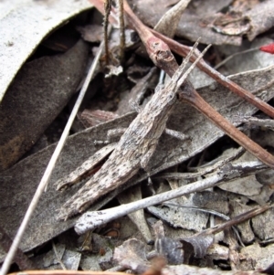 Coryphistes ruricola at Belconnen, ACT - 18 Apr 2018 10:01 AM