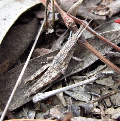 Coryphistes ruricola (Bark-mimicking Grasshopper) at Belconnen, ACT - 18 Apr 2018 by CathB