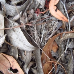 Coryphistes ruricola at Belconnen, ACT - 18 Apr 2018