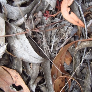 Coryphistes ruricola at Belconnen, ACT - 18 Apr 2018 10:01 AM